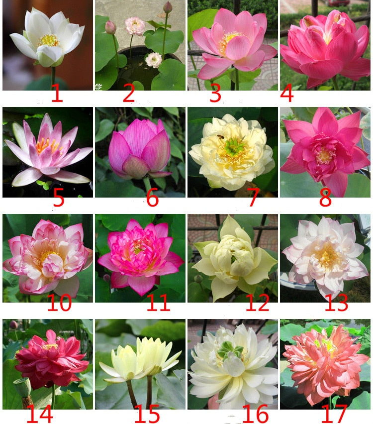 Bowl lotus Hydroponic plant seeds Four Seasons Indoor Aquaculture Potted Flowers Water Lily Aquatic 20 Seeds